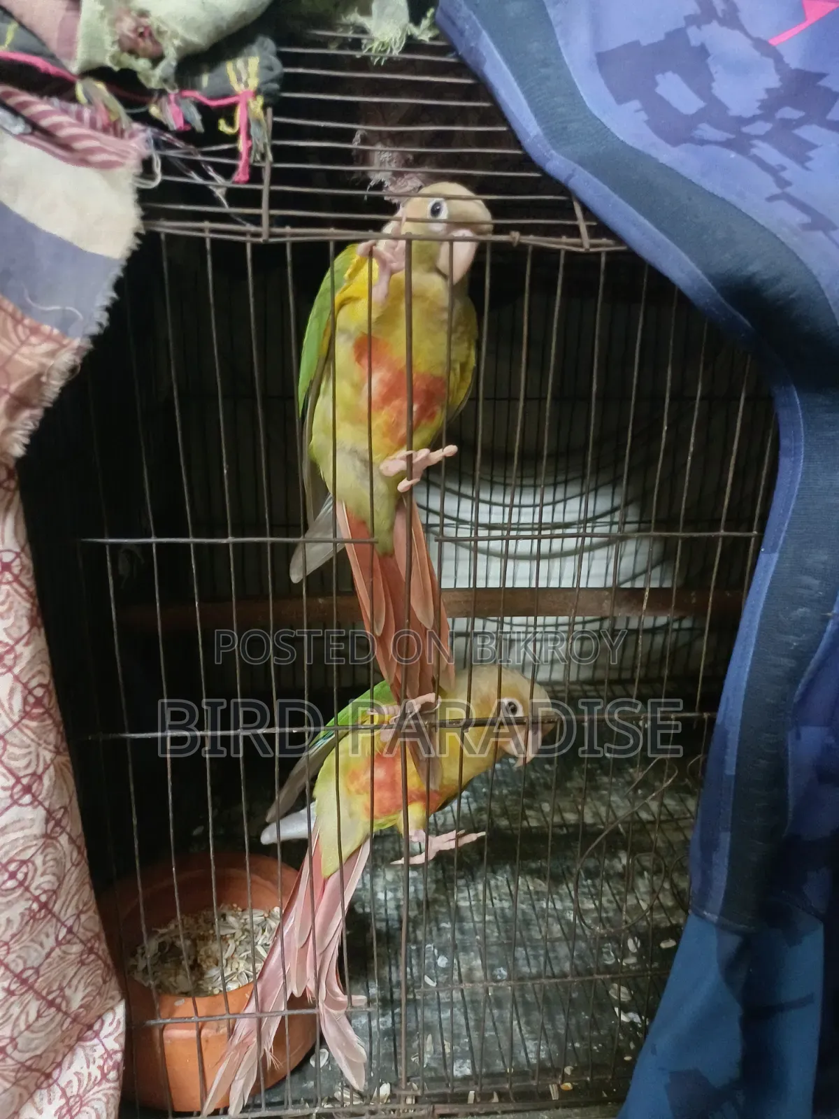 Super Tame Pineapple Pair