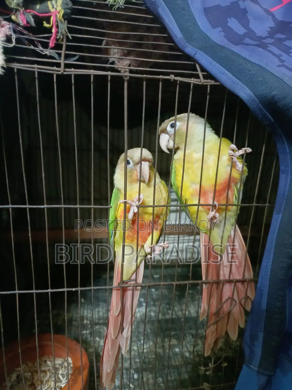 Super Tame Pineapple Pair