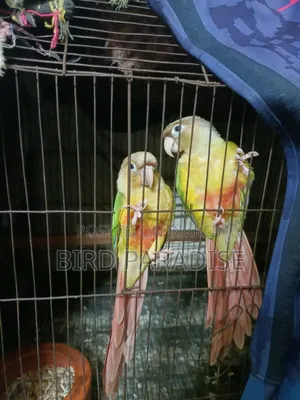 Super Tame Pineapple Pair