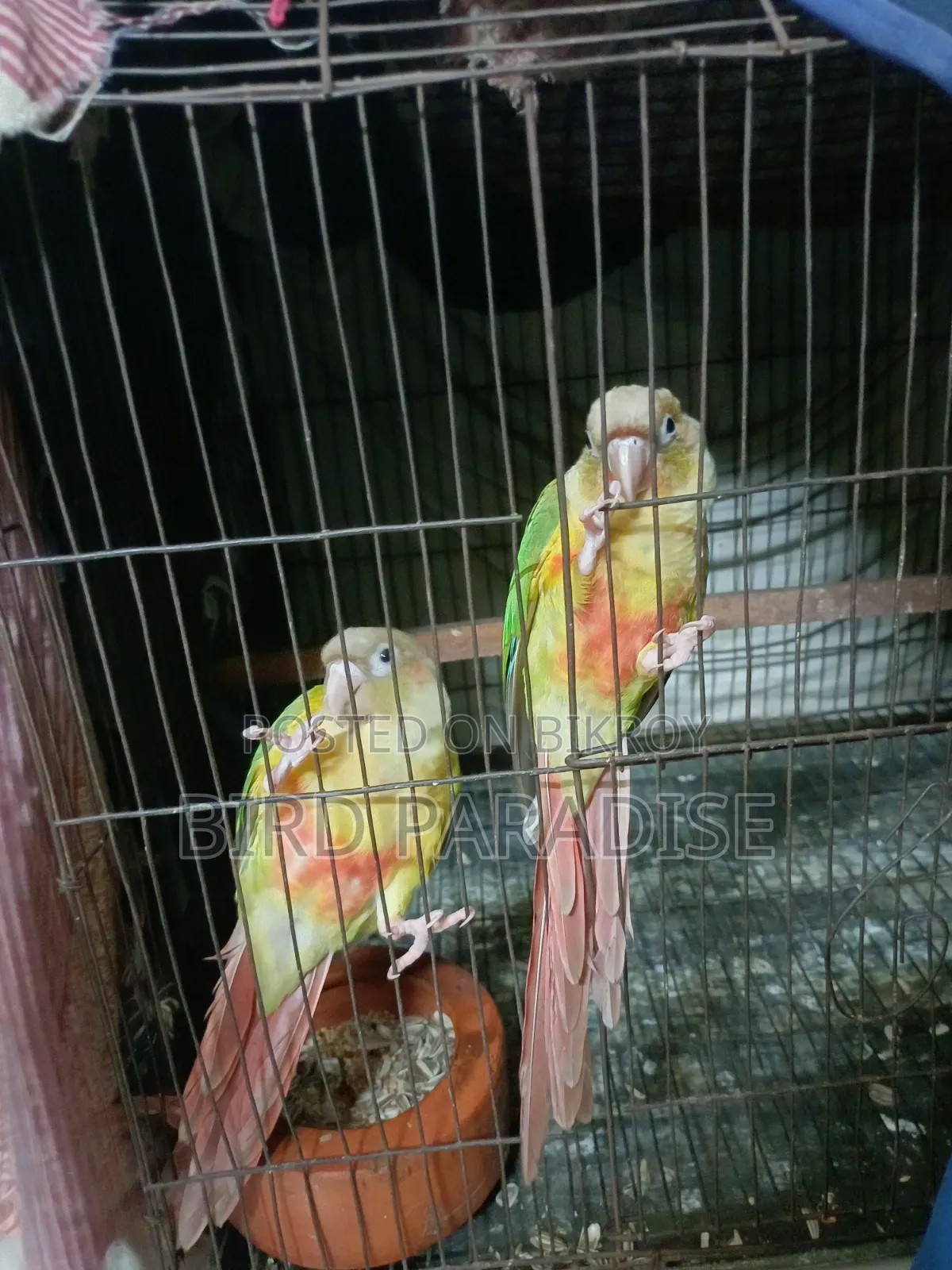 Super Tame Pineapple Pair