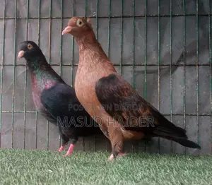 আর্চ এঞ্জেল বাচ্চাসহ