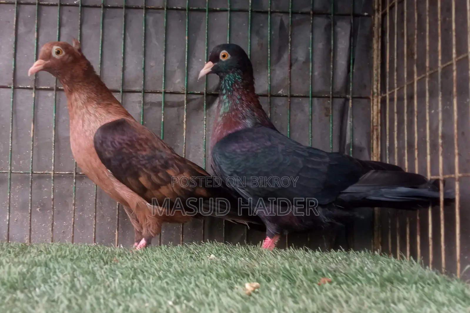আর্চ এঞ্জেল বাচ্চাসহ