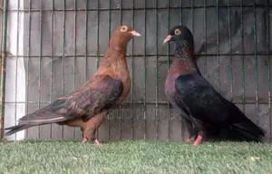 আর্চ এঞ্জেল বাচ্চাসহ