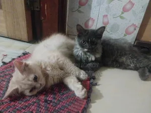 3-6 Months Male Purebred Persian