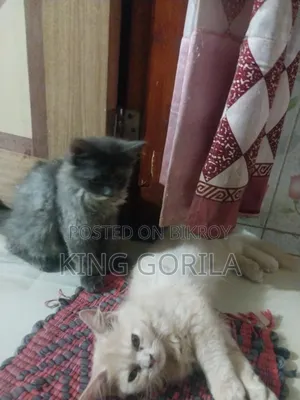 3-6 Months Male Purebred Persian