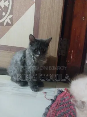 3-6 Months Male Purebred Persian