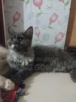 3-6 Months Male Purebred Persian