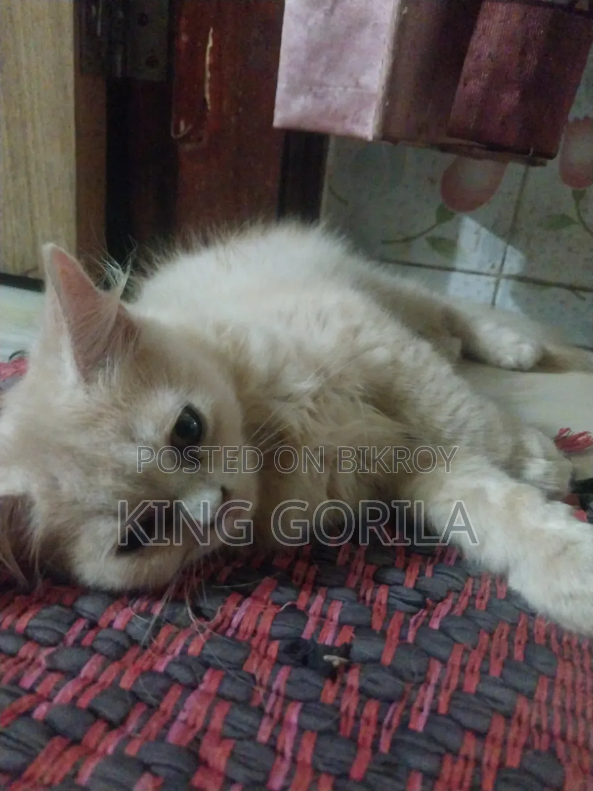 3-6 Months Male Purebred Persian