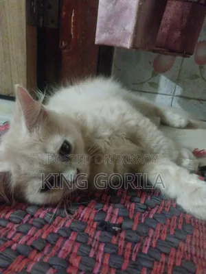 3-6 Months Male Purebred Persian