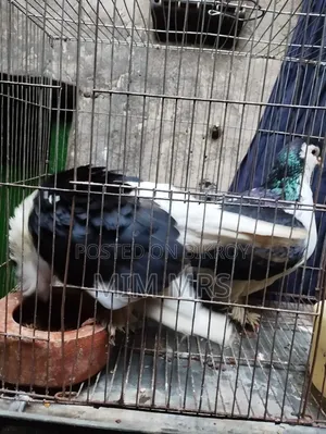 সিরাজি কবুতর