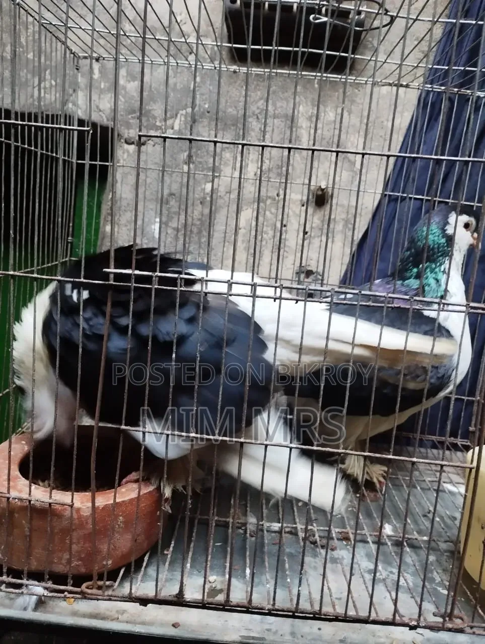 সিরাজি কবুতর