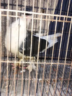 সিরাজি কবুতর