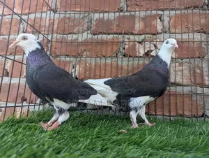 কালো ঘোররা নায়রা সাফ চোখ পেয়ার সেল হবে