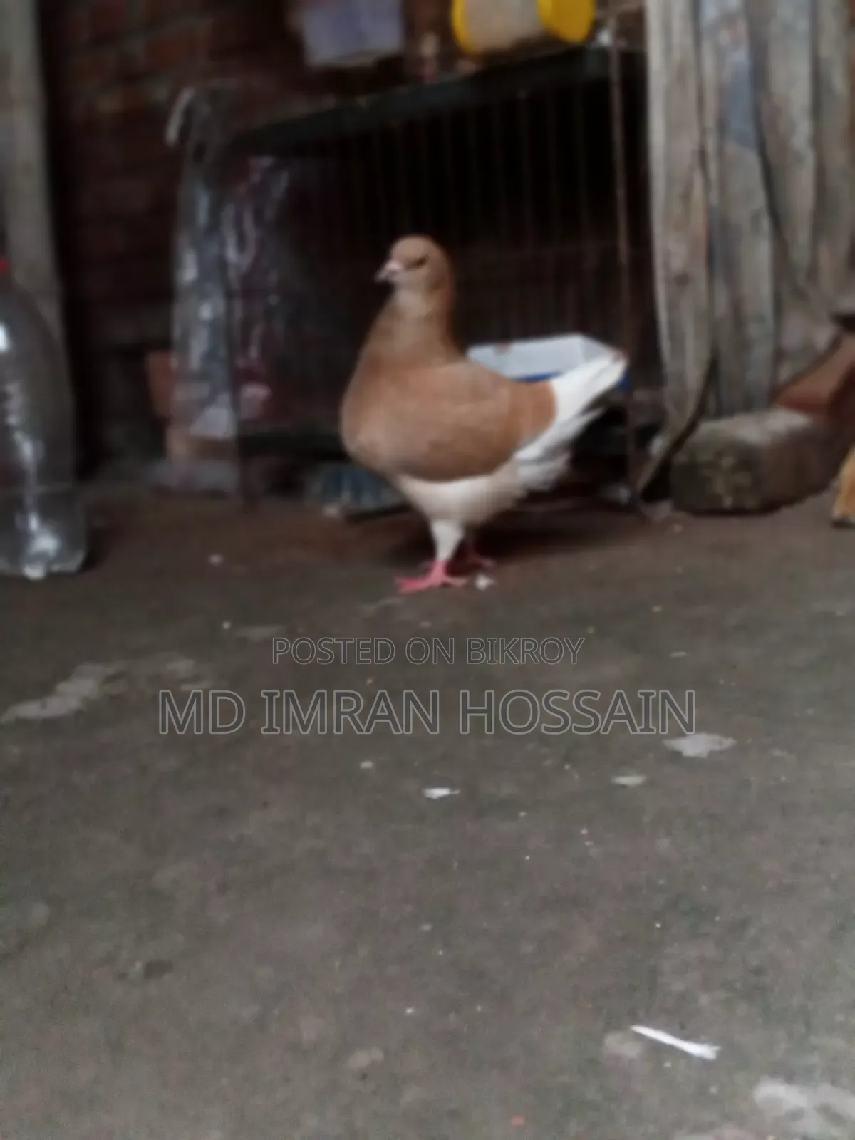 কিং নর সেল হবে