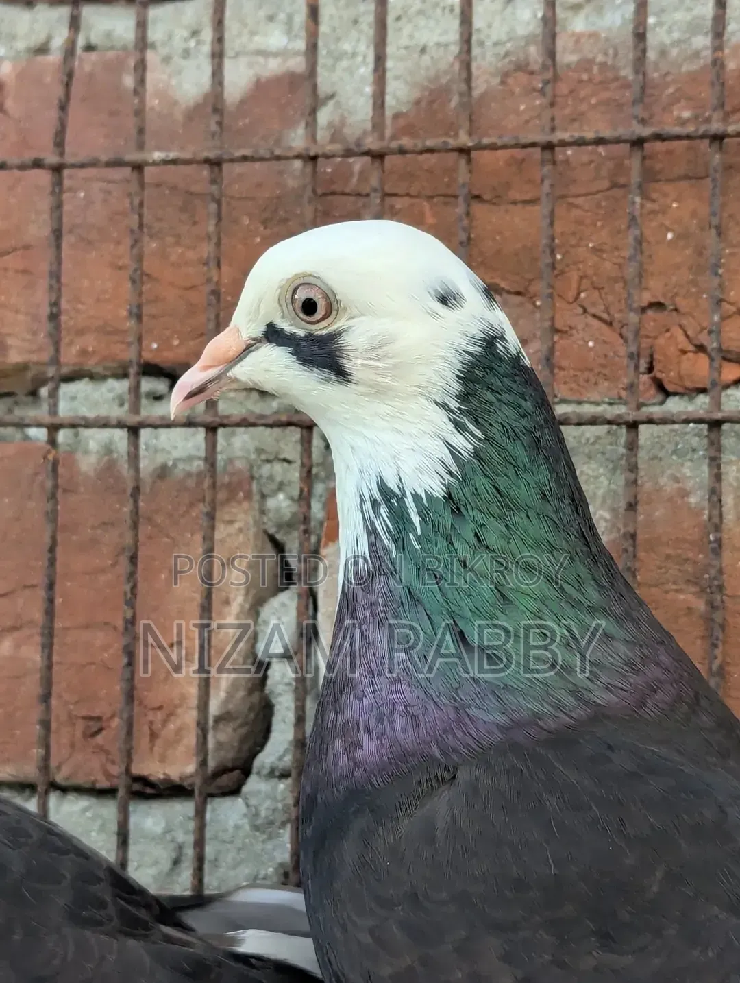 কালো ঘোররা নায়রা সাফ চোখ পেয়ার সেল হবে