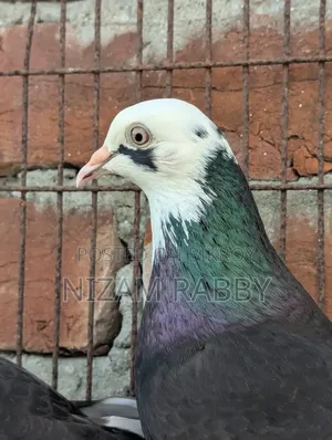 কালো ঘোররা নায়রা সাফ চোখ পেয়ার সেল হবে