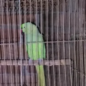 রিং নেট টিয়া পাখি