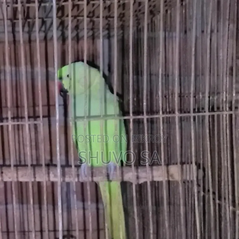 রিং নেট টিয়া পাখি