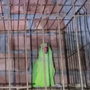 রিং নেট টিয়া পাখি