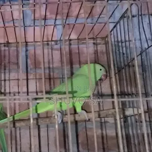 রিং নেট টিয়া পাখি