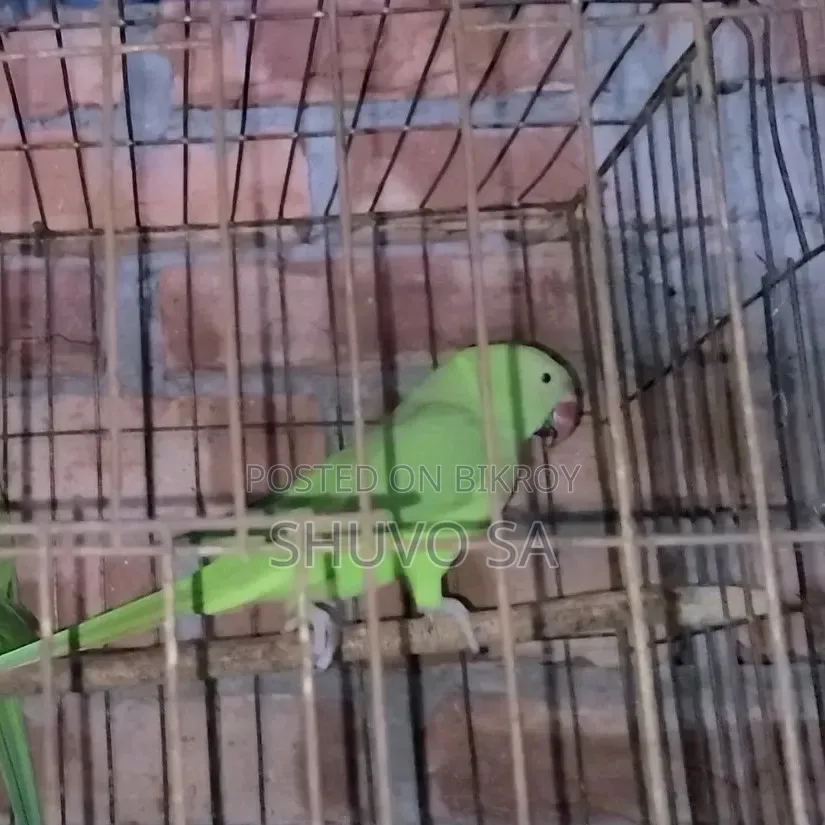 রিং নেট টিয়া পাখি