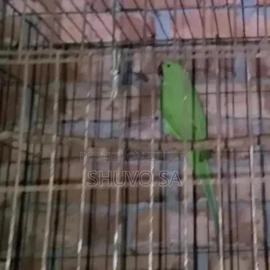 রিং নেট টিয়া পাখি