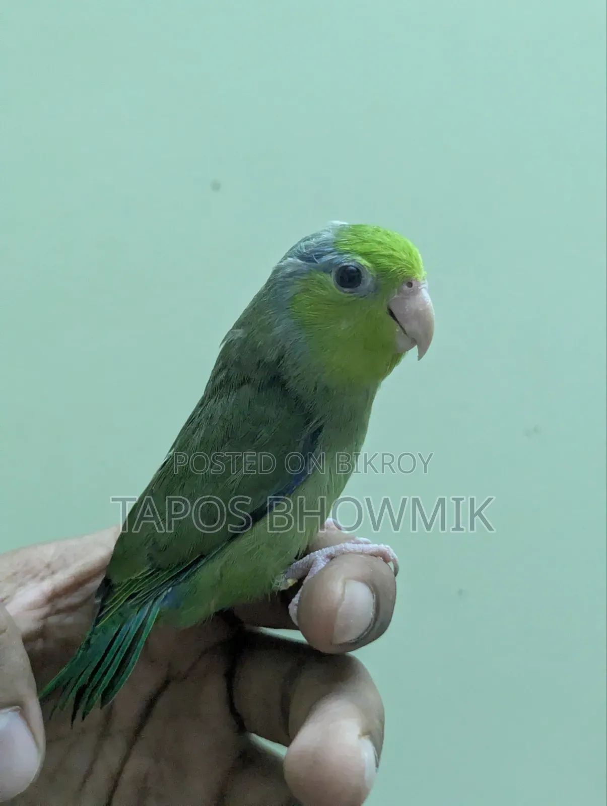 ফোরপাস- গ্রিন ইনো মেল