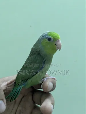 ফোরপাস- গ্রিন ইনো মেল