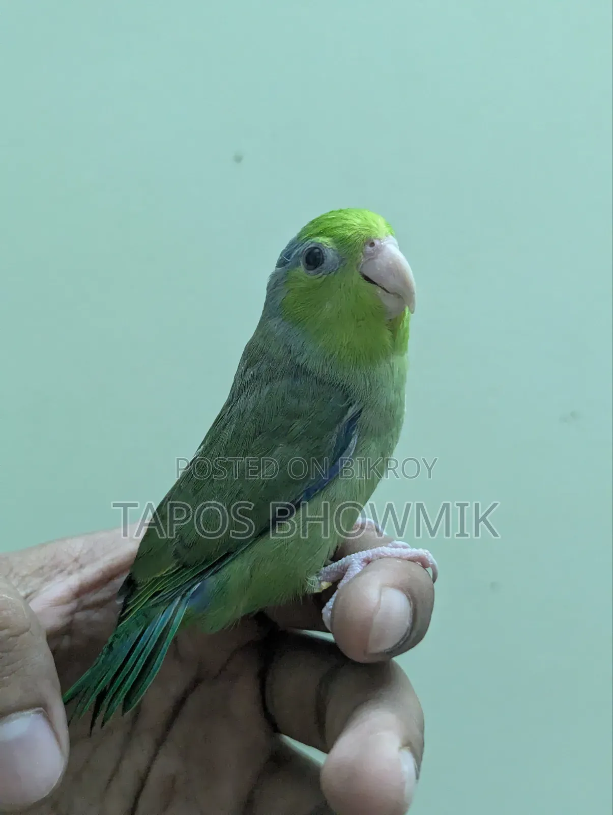 ফোরপাস- গ্রিন ইনো মেল