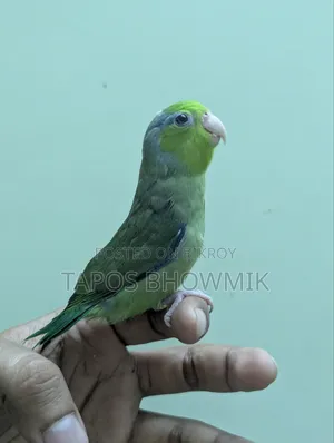 ফোরপাস- গ্রিন ইনো মেল