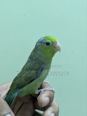 ফোরপাস- গ্রিন ইনো মেল