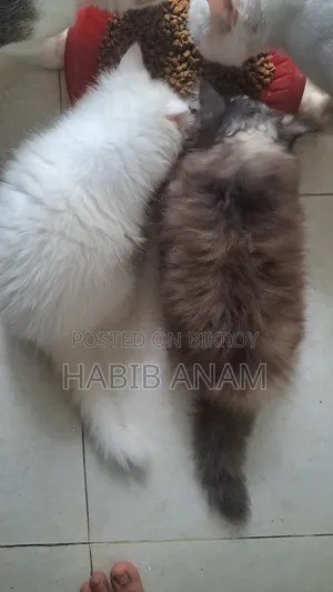 1-3 Months Female Purebred Persian