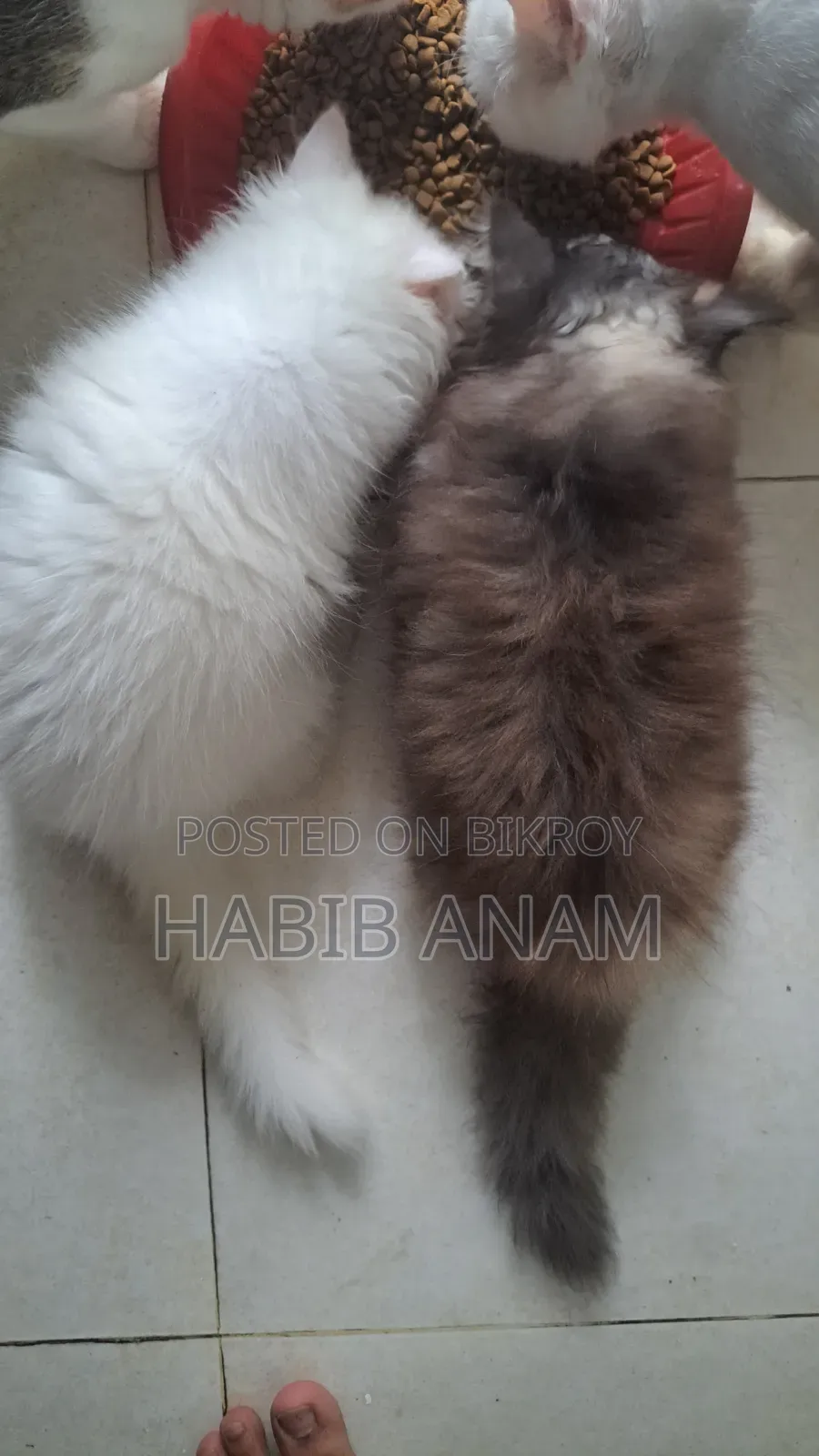 1-3 Months Female Purebred Persian