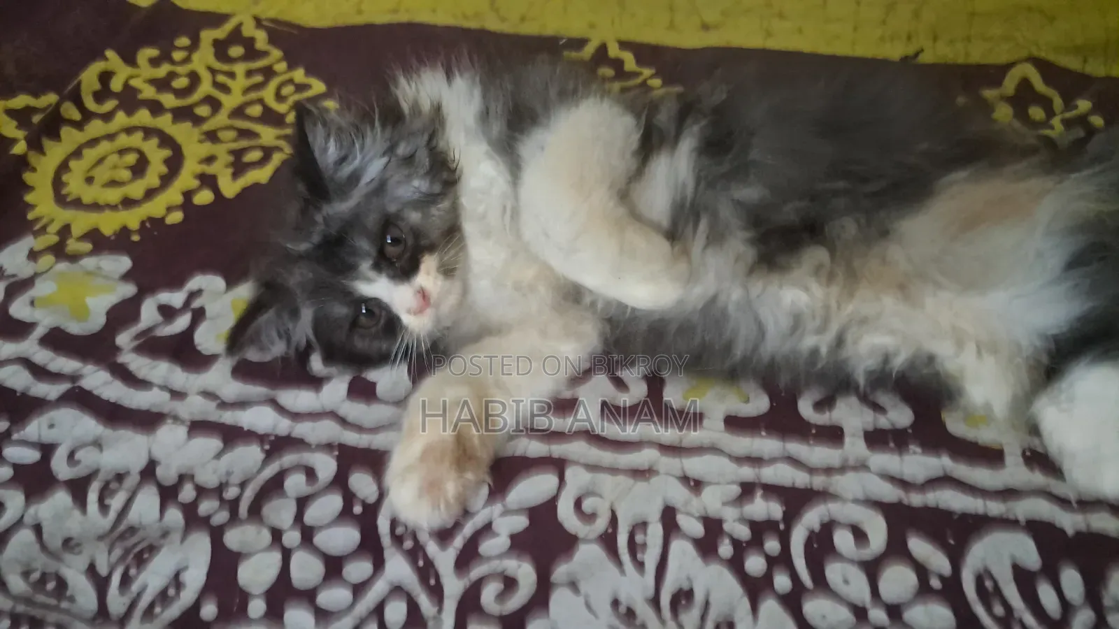1-3 Months Female Purebred Persian