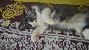1-3 Months Female Purebred Persian