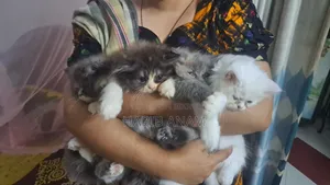 1-3 Months Female Purebred Persian