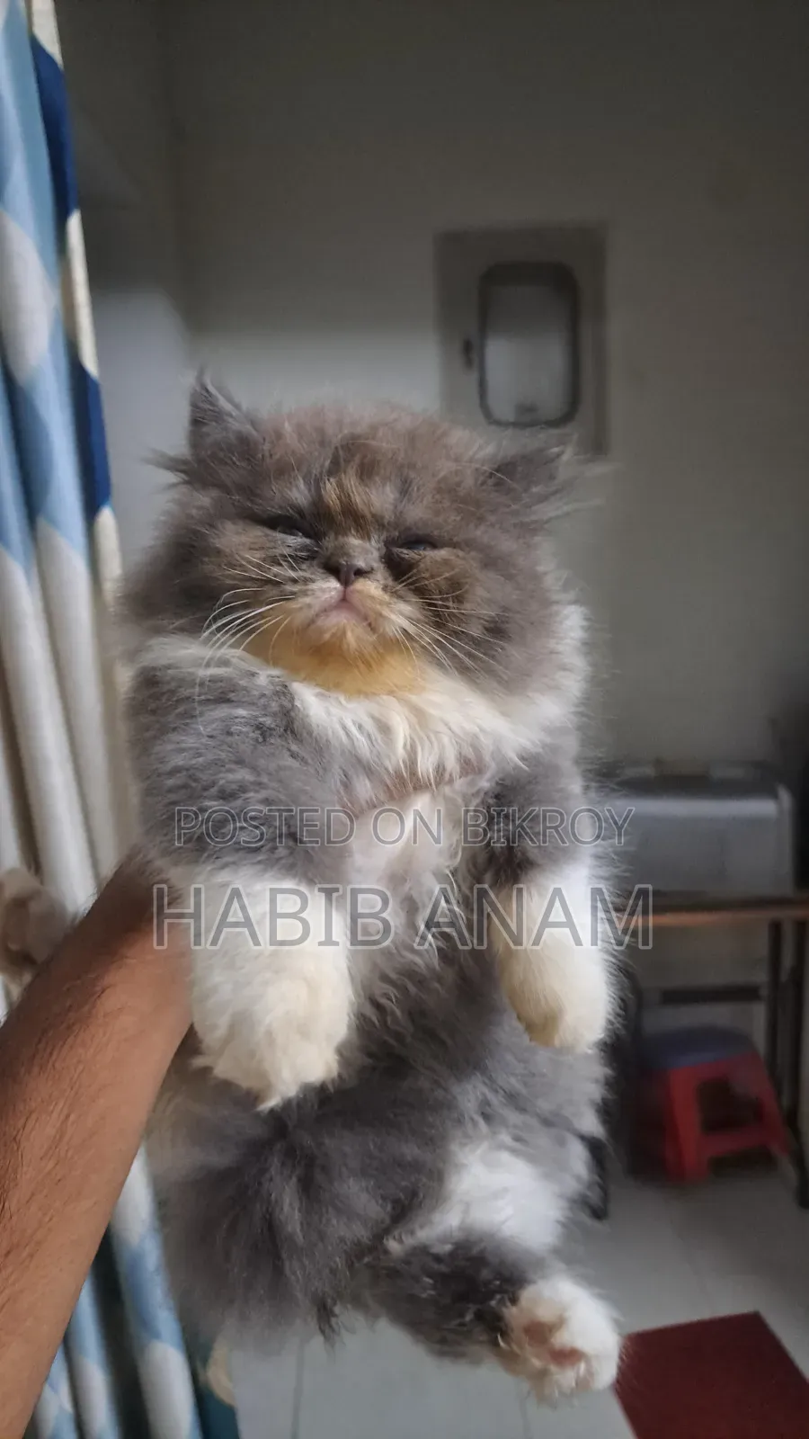 1-3 Months Female Purebred Persian