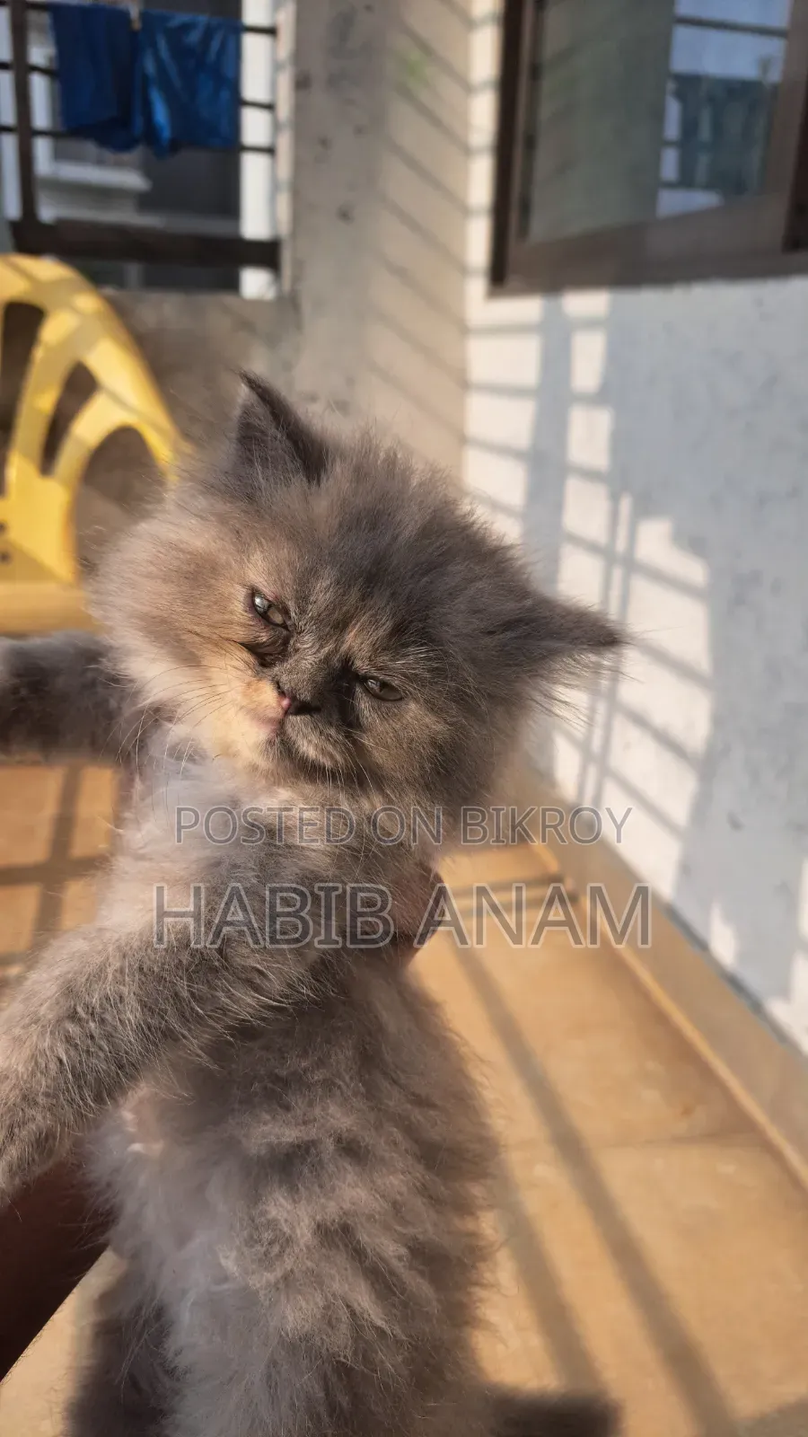 1-3 Months Female Purebred Persian