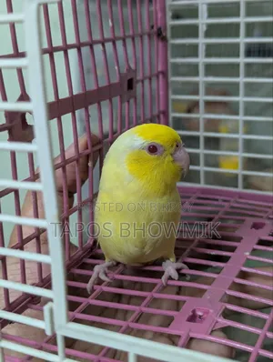 ফরপাস লুটিনো পুরুষ