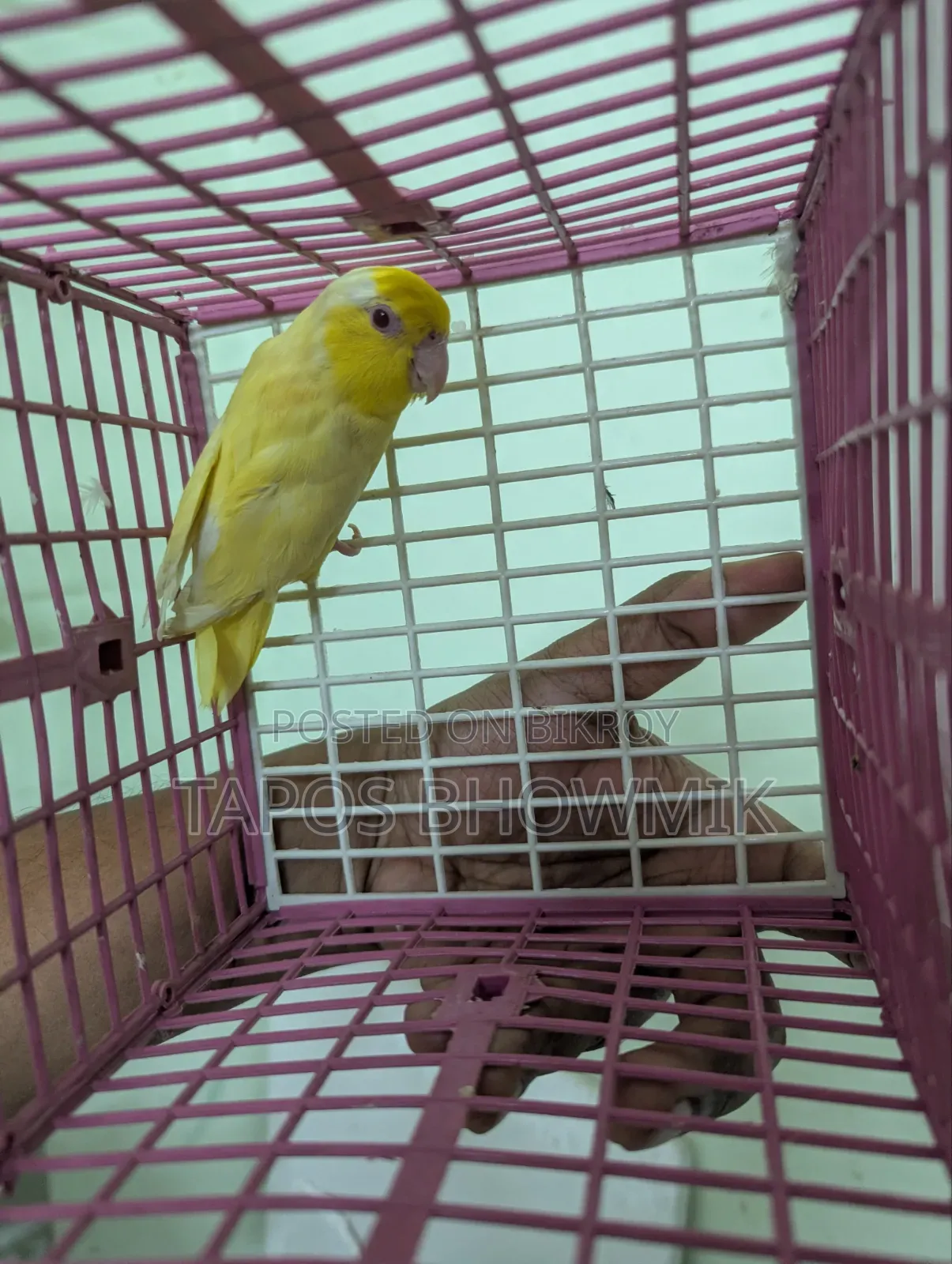 ফরপাস লুটিনো পুরুষ