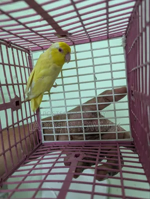 ফরপাস লুটিনো পুরুষ