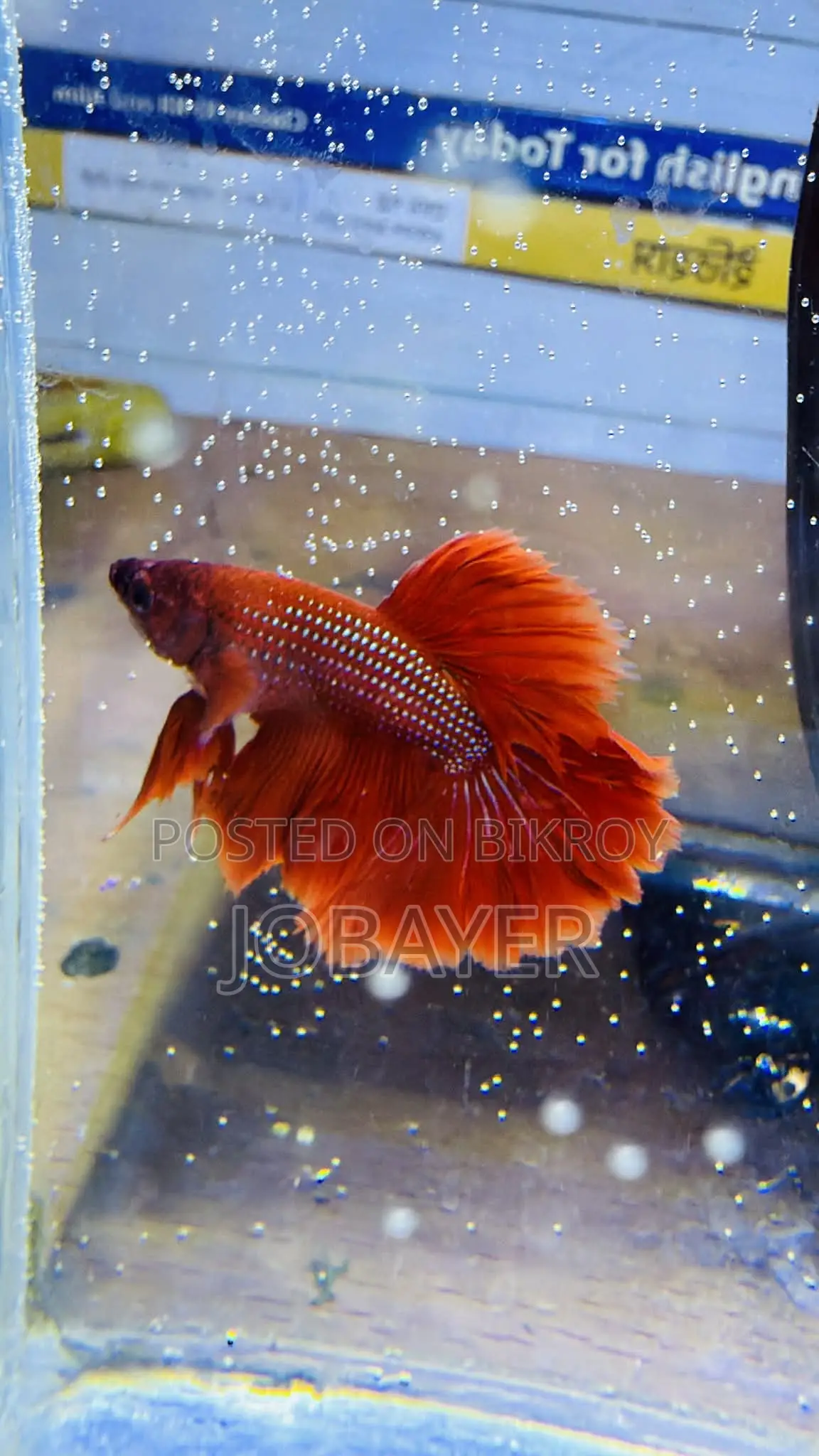 Rostel Betta