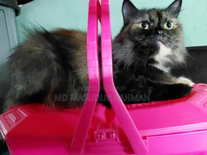 1+ Year Female Purebred Persian