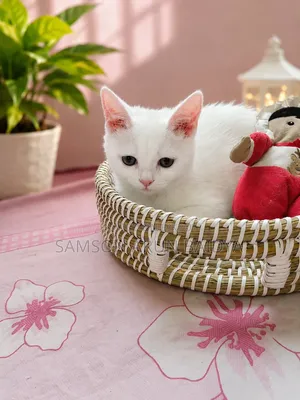 1-3 Months Male Purebred British Shorthair