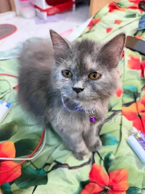 3-6 Months Female Purebred Persian