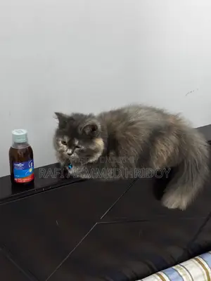3-6 Months Female Purebred Persian