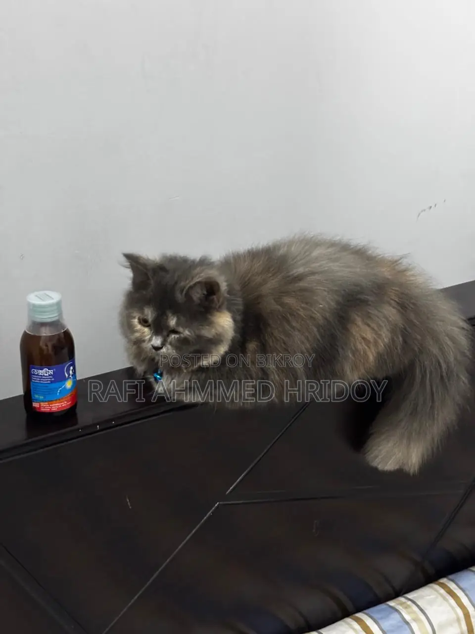 3-6 Months Female Purebred Persian