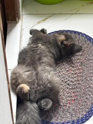 3-6 Months Female Purebred Persian