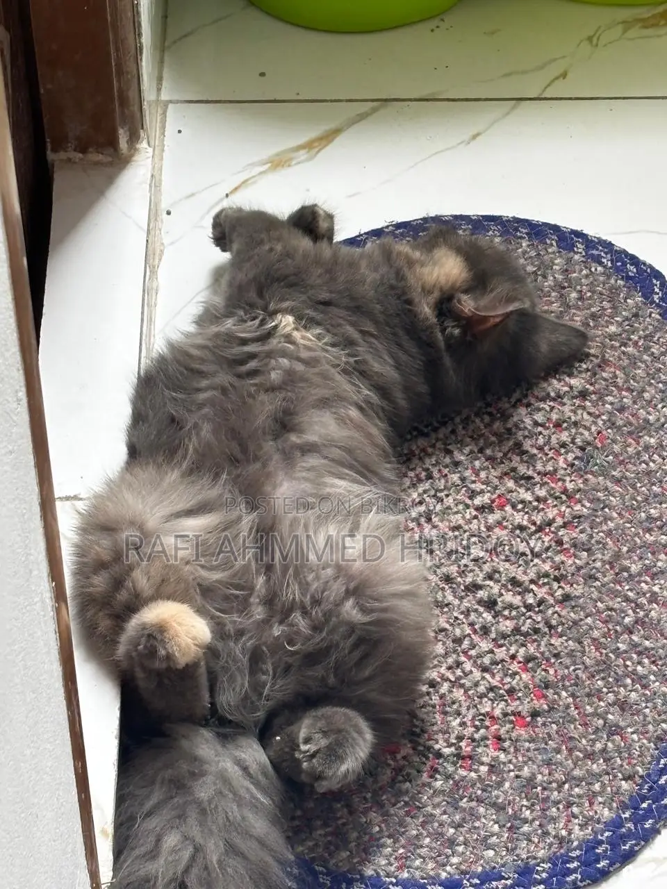 3-6 Months Female Purebred Persian