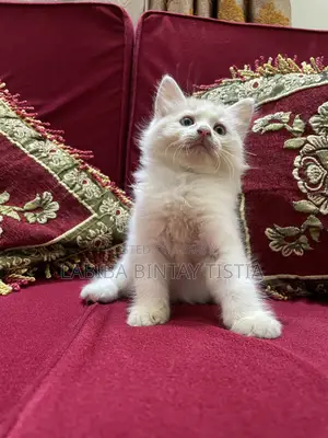 1-3 Months Male Purebred Persian